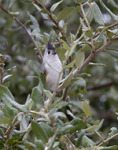 Black-crested Titmouse 5522